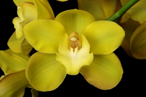 Cymbidium Two Cents Plain Sandra Lynne AM/AOS 81 pts.